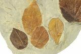 Plate with Seven Fossil Leaves (Three Species) - Montana #270991-3